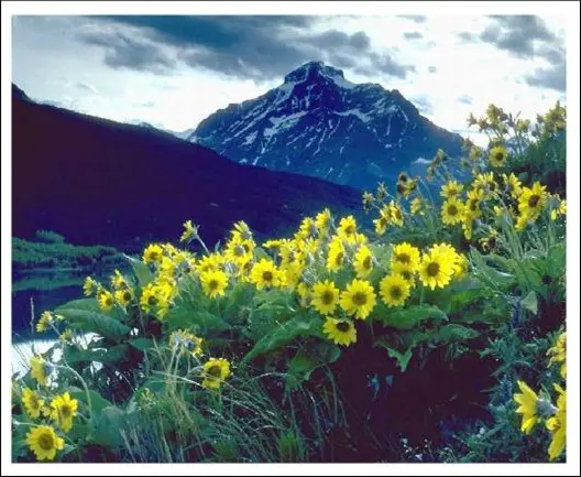 A mountain with yellow flowers in the foreground.